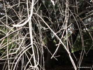 rco Gioeni-09-12-2012 12-04-02